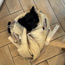 애견# | [포항 영일대 애견동반 카페] 오후애 후기 | 조용해서 좋았던 감성카페 🐶