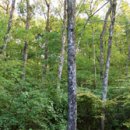 숲의 소리 이미지