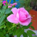 꽃편지길 이미지