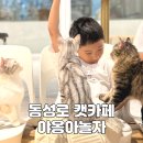 야옹아놀자(동성로점) | 대구 동성로 아이랑 가볼만한곳 캣카페 -야옹아놀자