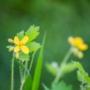 애기똥풀 이미지