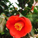 동백나무(Camellia japonica L.)-143193 황혜선 이미지
