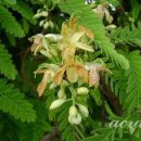 타마린드 이미지