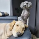 멍멍나래 이미지