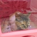 고양이무마취미용 냥지곤지 이미지