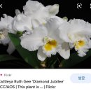 Cattleya Ruth Gee 'Diamond Jubilee 이미지