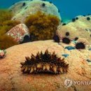 해삼