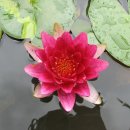 민들레울 이미지