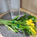 경서동 순애꽃방 내돈내산 후기 후리지아랑 히야신스 사왔어요