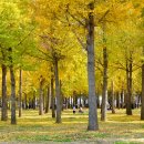 은행나무 - 강릉시 | 은행나무