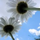 명심보감 이미지