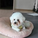 뽀도독 이미지
