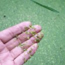 정선명가곤드레밥 이미지