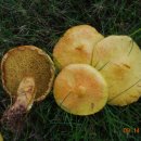 최종수농장 이미지