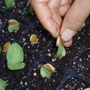 마리네 농장 이미지