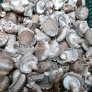 참나무원목생표고버섯 이미지