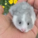 펫엔글라이더본점 이미지