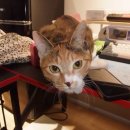 새참하우스 | 냥살이 벌써 1년이 됐다구요 😮?