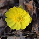 원일초등학교 이미지