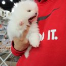 야옹아 멍멍해봐 강아지고양이 충남서산점 이미지