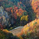 자작&white 이미지