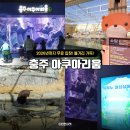 수달조형물 | 충주 아쿠아리움 2026년까지 입장료 무료 카피바라 수달 후기