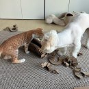 멍냥펀치 이미지