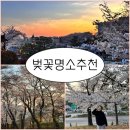 숨은길 | 수원 벚꽃 명소 추천 🌸 화성행궁 서장대 벚꽃길 숨은 명소 후기