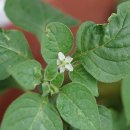 노랑까마중 Solanum villosum Mill. 이미지