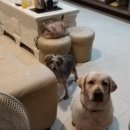 멍멍이가 있는 집 이미지