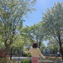 이팝꽃향기작은도서관 | 봄의 눈꽃, 전주 이팝나무 명소 팔복예술공장 개화시기 및 철길 개방!