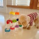 털로덮인친구들 동탄호수공원점 이미지