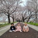 [일상기록]21개월아기일상/부산시청놀이터/꽃놀이주간/달인김밥문현점/라라관훠궈/부산시청들락날락/목짬