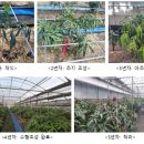 망고나라