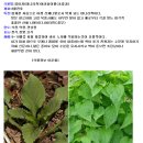 영아자(미나리싹)의 효능 이미지