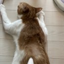 취둡이 셀프미용한 날 1탄 (단묘 미용, 단묘종 미용, 코숏, 치즈냥이)