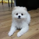 세종애견훈련소