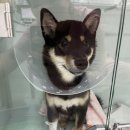 백암동물병원 이미지