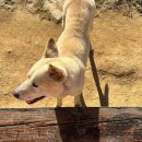 하얀민들레마을 이미지