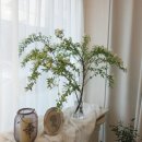 울산 고급화분 개업화분 카페화분 - 올리브나무 키우기
