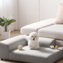 라임고양이 이미지