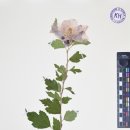 식물도감 한국강사신문