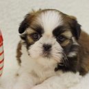 시츄언니 이미지