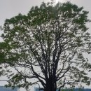 보호수광장 이미지