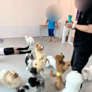 약지애견카페 이미지