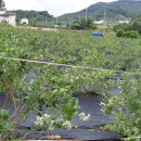 굿모닝 팜 이미지