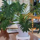 라온치과병원 | 창원 라온치과병원 사랑니 발치 후기