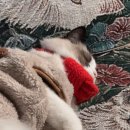 제주 애월 해안도로 오션뷰 카페 모음(해안도로 카페/맛집/족욕까지?) 이미지