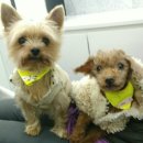 VIP동물의료센터 서초동작점 이미지