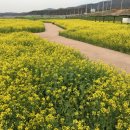 천변주유소 | 5월에 느낄 수 있는 꽃 여행2 (유채꽃단지, 강매석교공원, 양귀비)